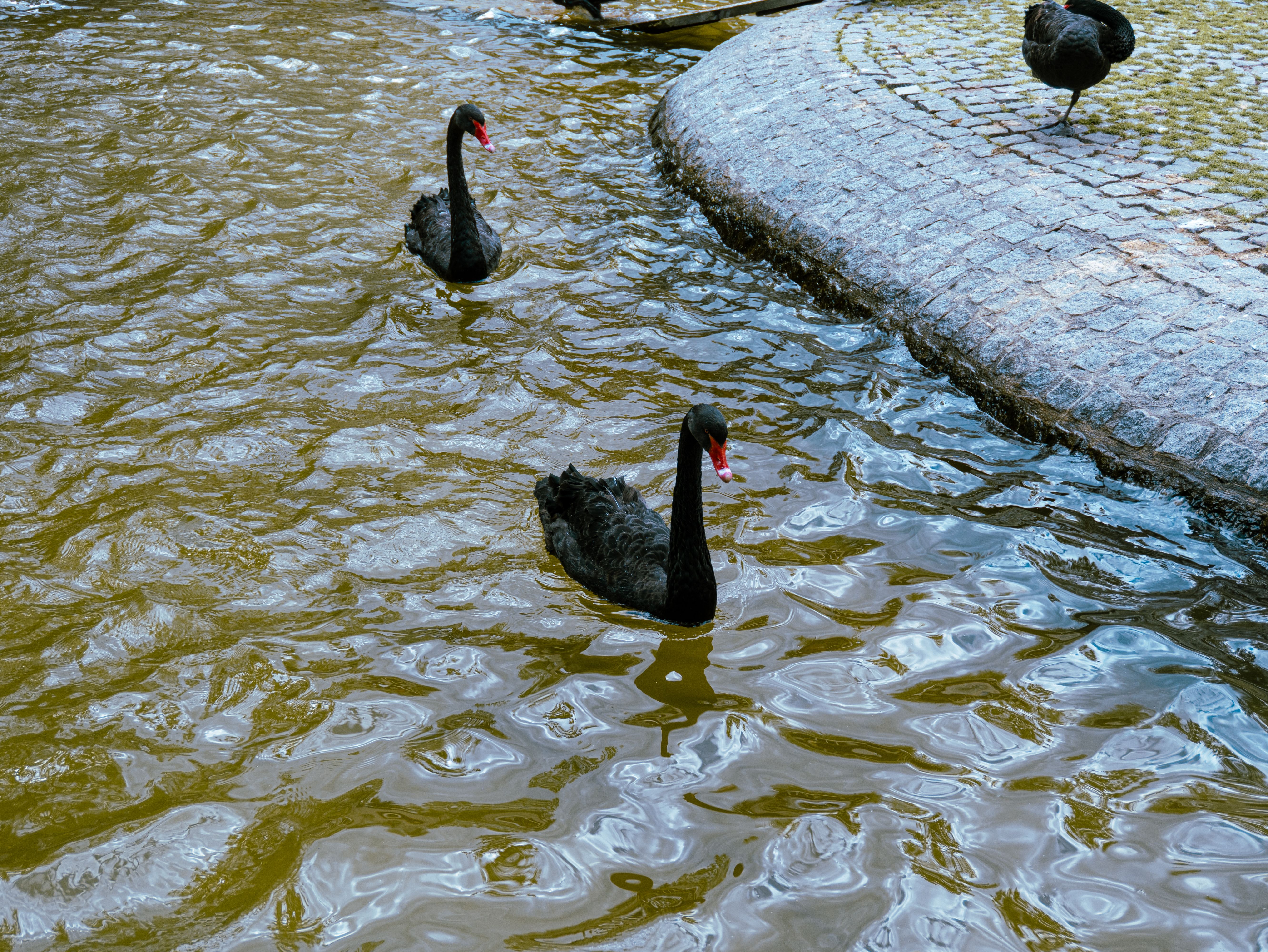 Middle Swan