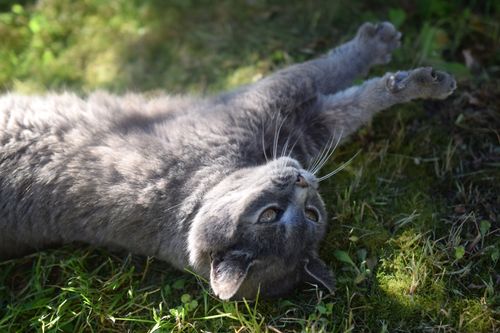 Free A gray cat lying on grass, enjoying sunlight outdoors. Peaceful and serene moment. Stock Photo
