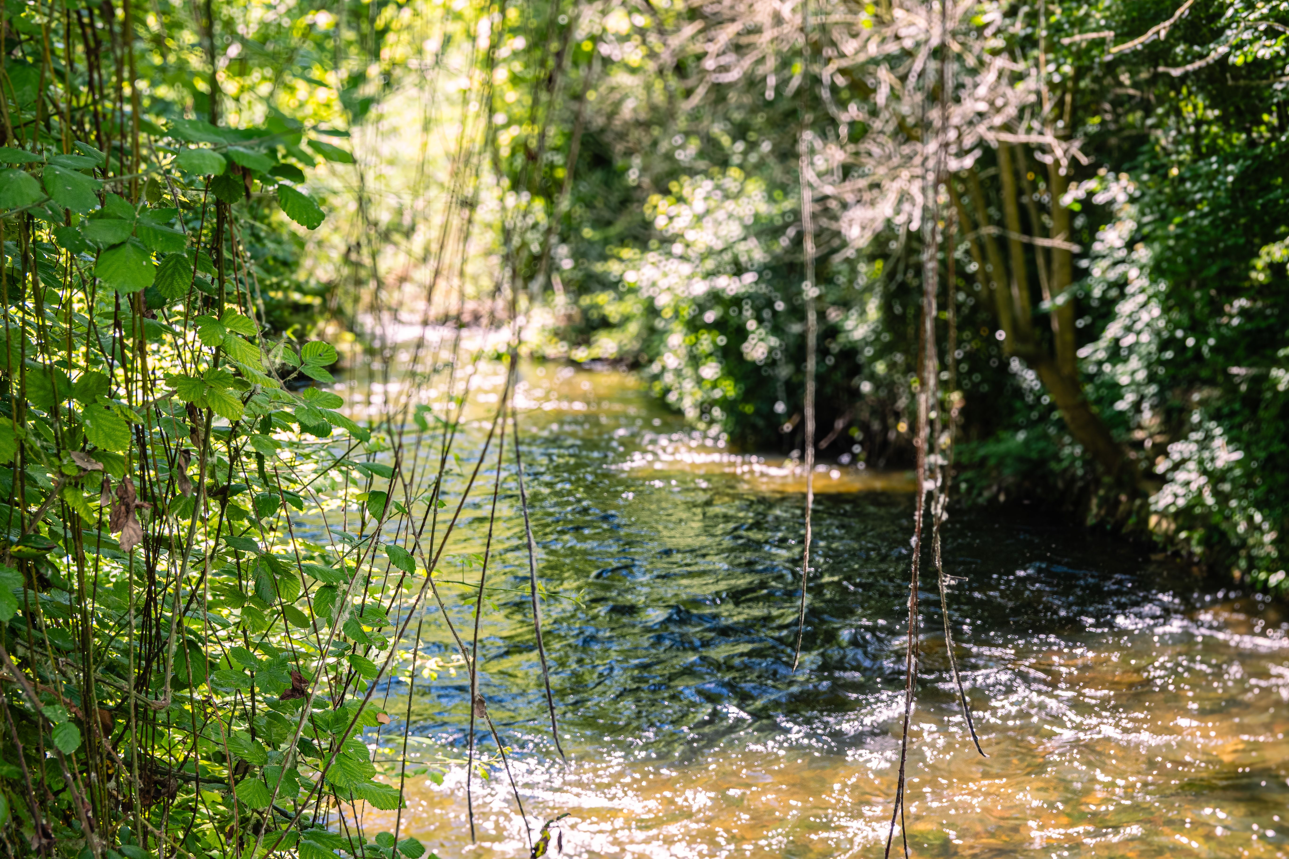 A clear bush creek winding through native vegetation