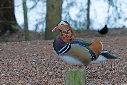 A vivid Mandarin duck rests on forest ground in Seefeld in Tirol, Austria.