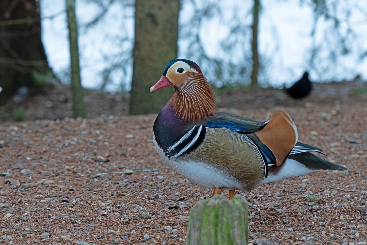 a vivid mandarin duck rests on forest ground in seefeld in tirol austr