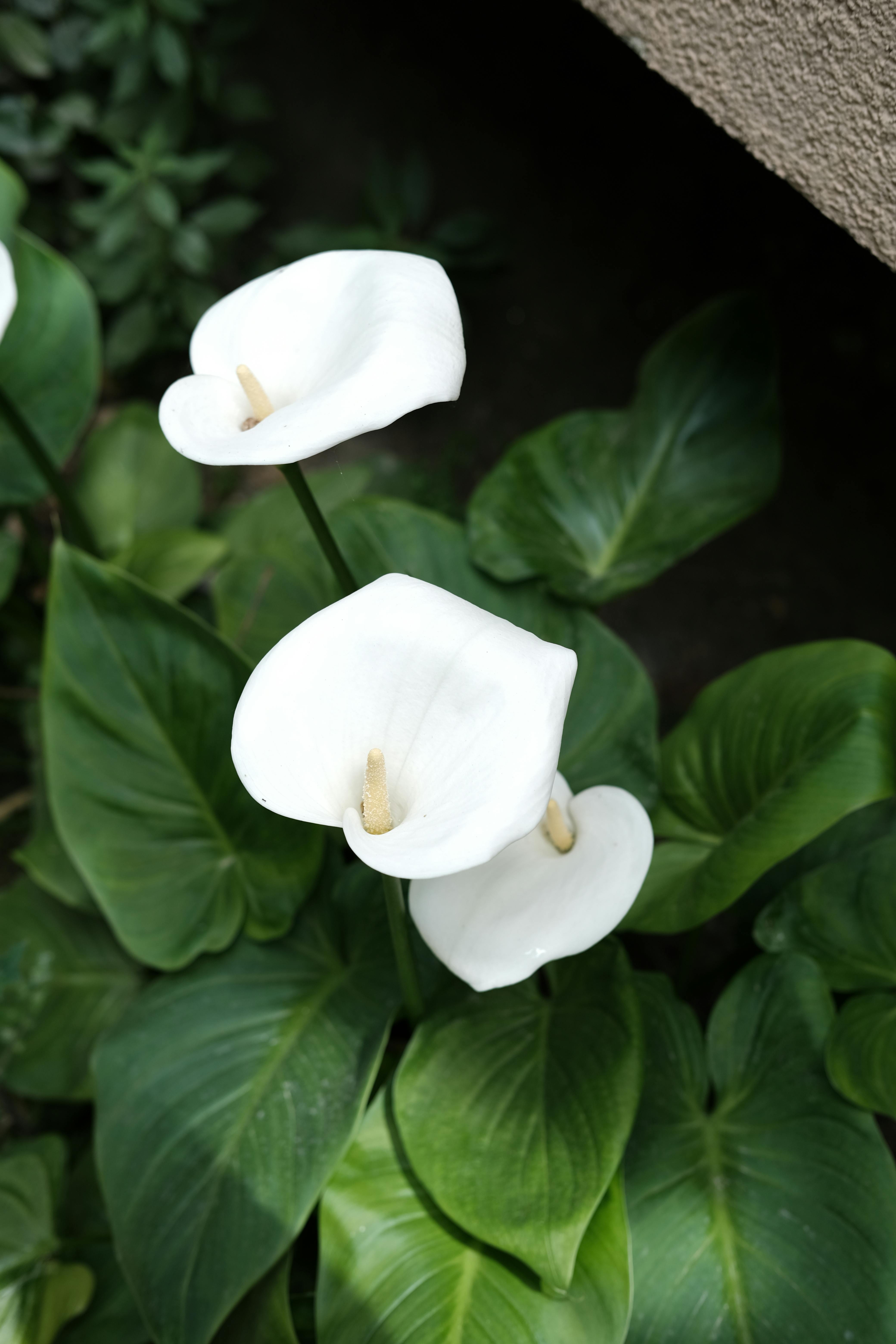 [ColoSach]-beautiful-white-calla-lilies-with-lush-green-leaves-captured-in-an-istanbul-garden.