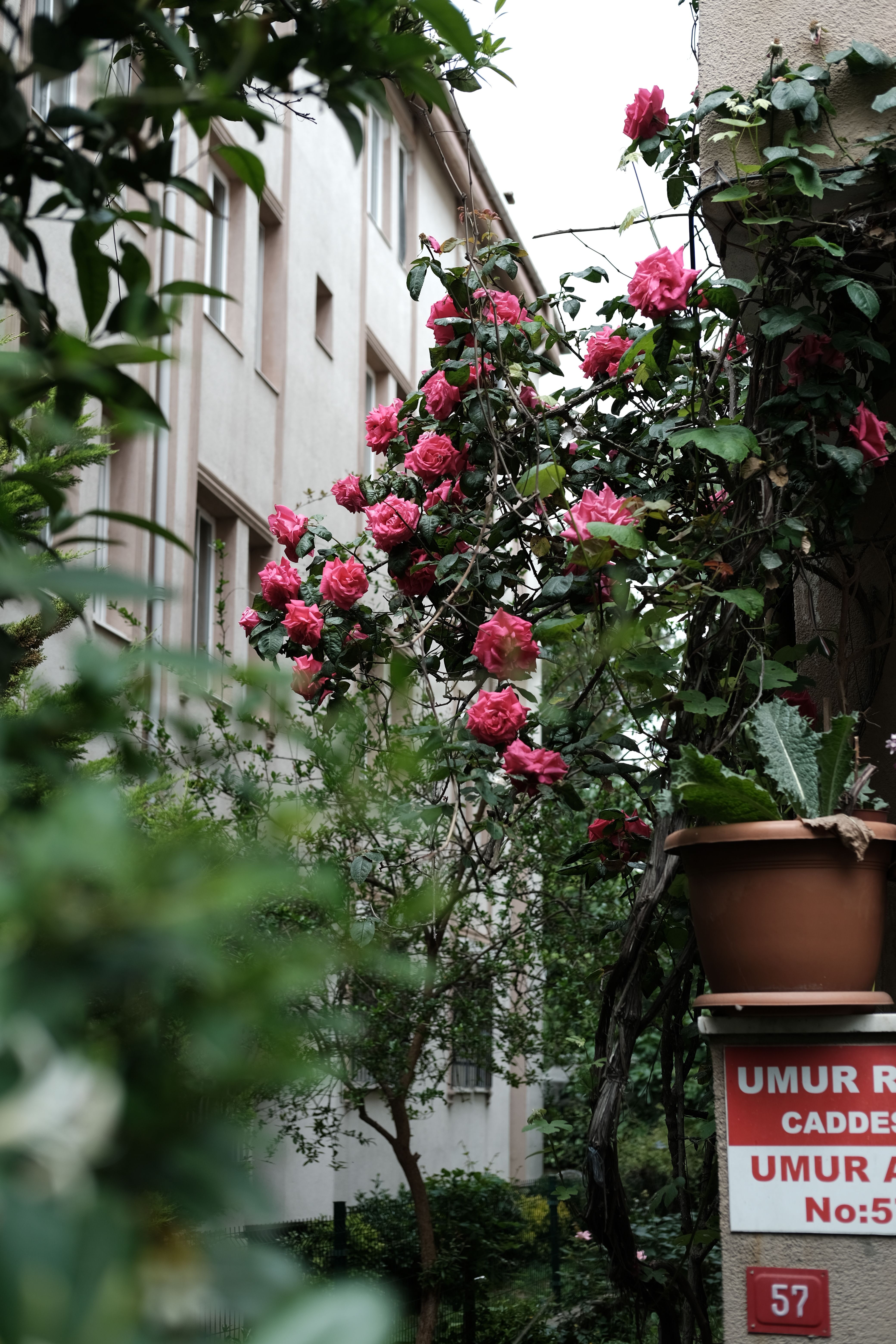 Vibrant pink roses climbing a wall in a charming İstanbul side street.