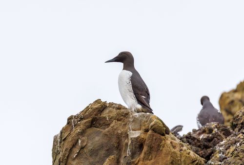 Free Common murres perched on a rocky cliff at Cannon Beach, Oregon, showcasing their natural habitat. Stock Photo