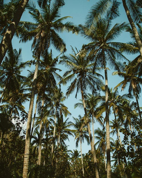 Green Palm Trees