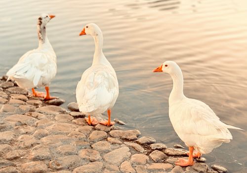 Free Three white geese standing by a serene lake's edge with soft sunset lighting. Stock Photo