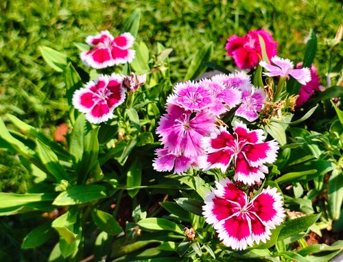 Free Close-up of vibrant pink Dianthus flowers blooming in a sunny garden with lush green leaves. Stock Photo