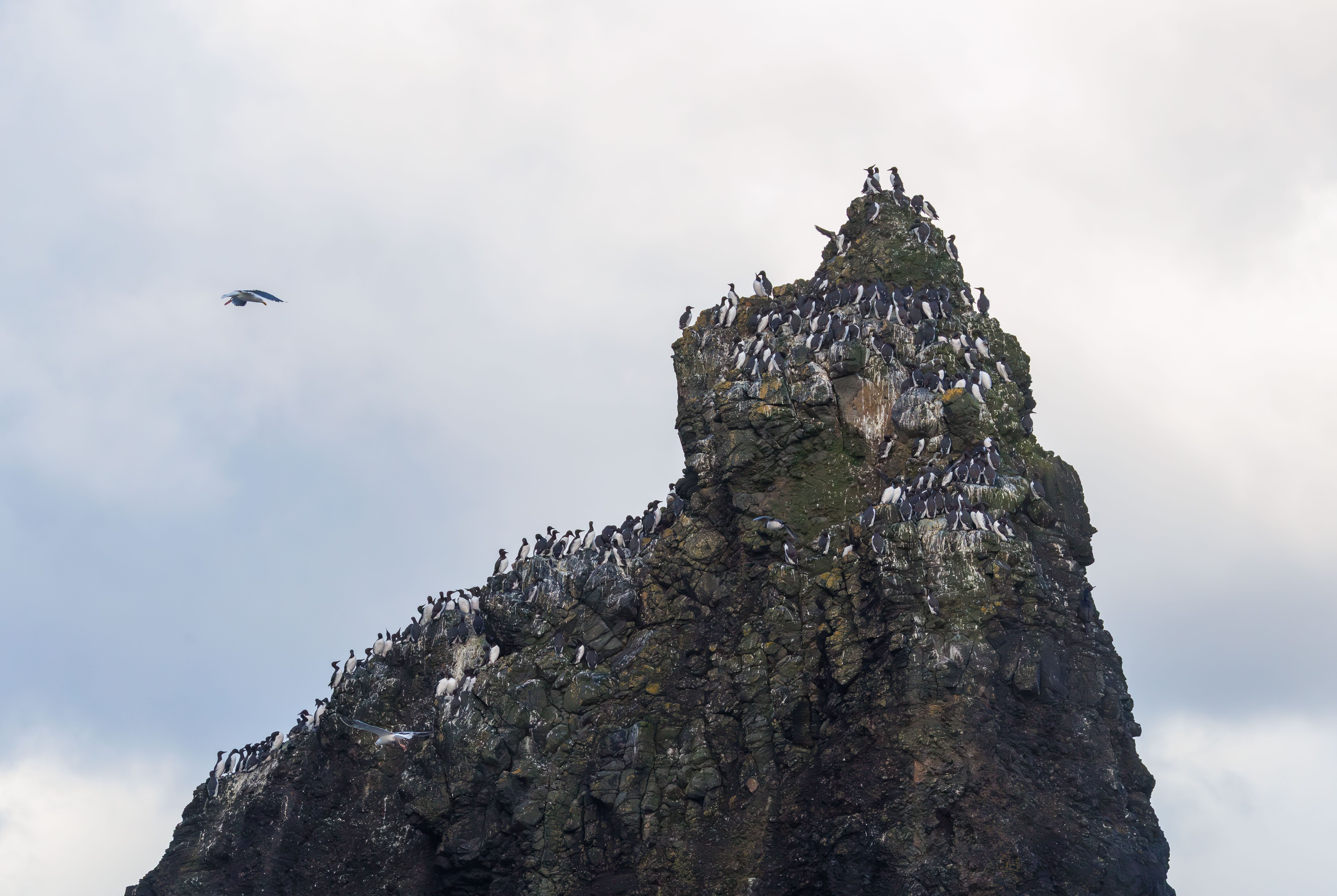 A flock of seabirds perched on a rugged cliff top with a cloudy sky backdrop, natural wildlife scene.