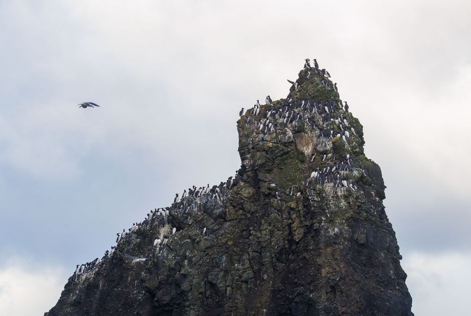 A flock of seabirds perched on a rugged cliff top with a cloudy sky backdrop, natural wildlife scene.
