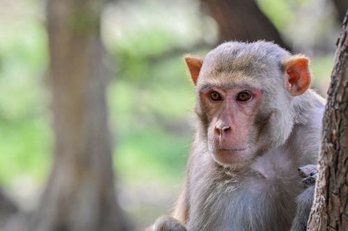 Free Close-up of a Rhesus Macaque (Macaca mulatta) in the forest. Stock Photo