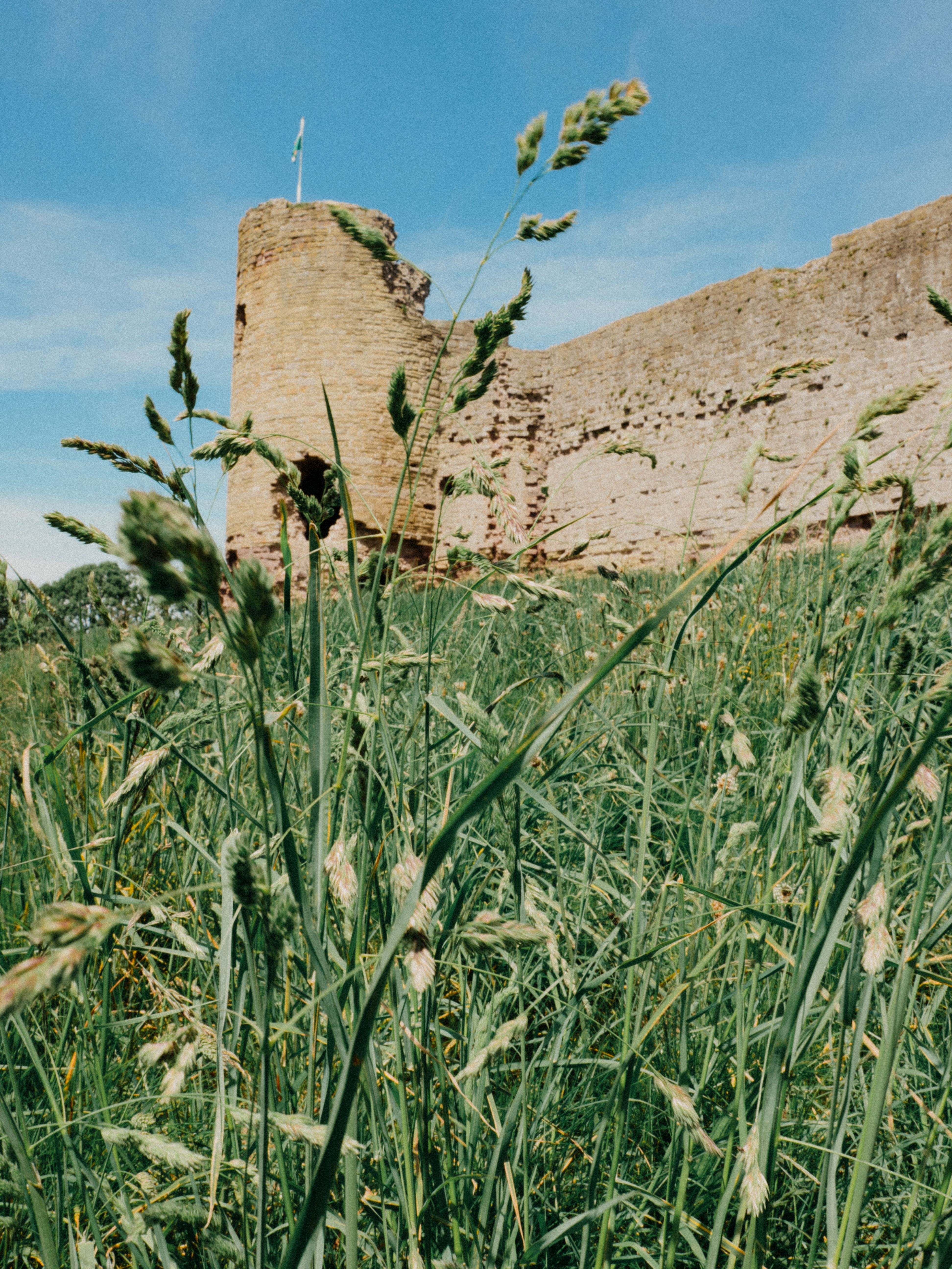 Explore the historic Rhuddlan Castle ruins amidst tall grass under a clear blue sky.