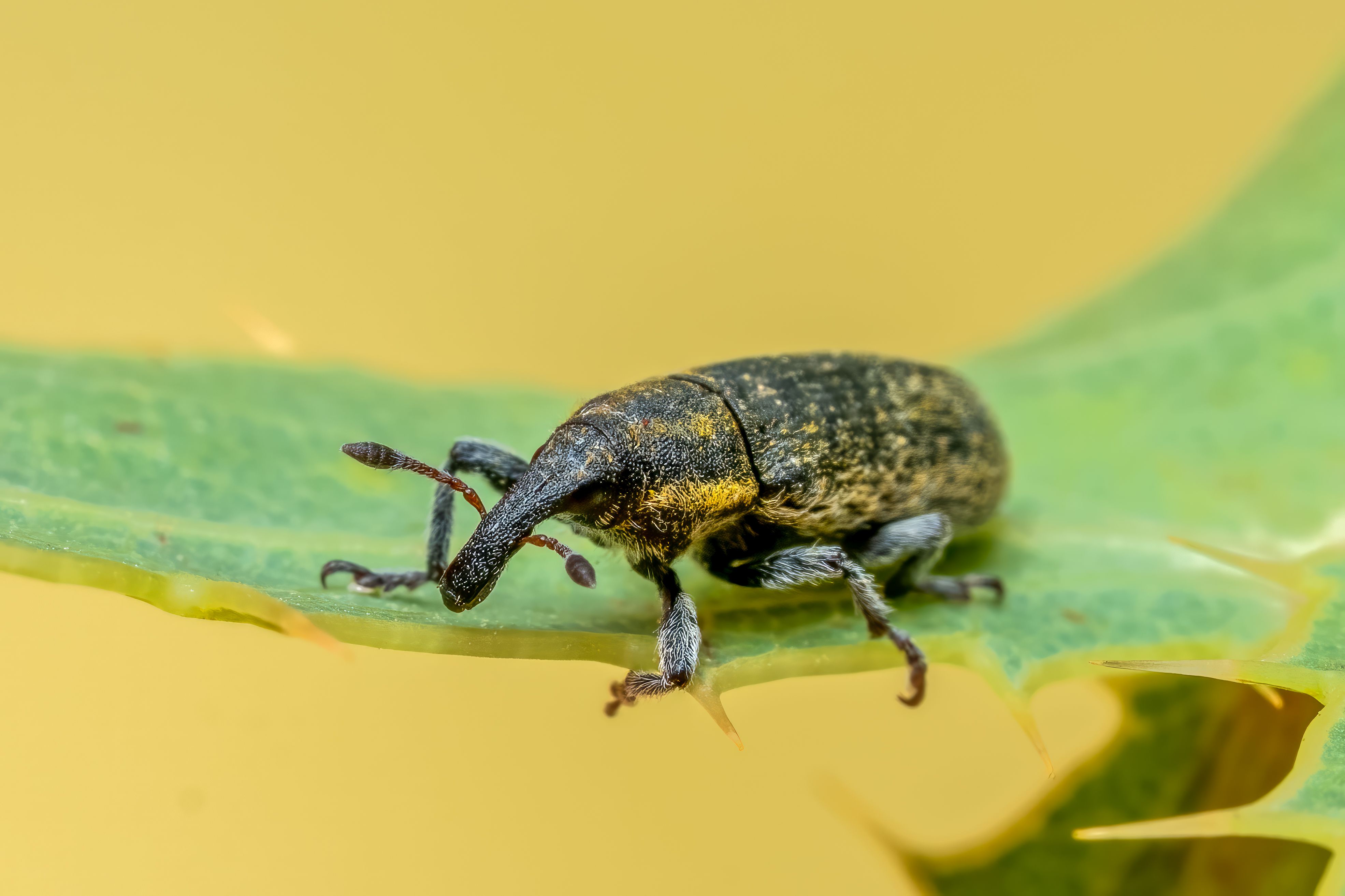 Close-up macro shot of a weevil insect perched on a green leaf with a blurred background.