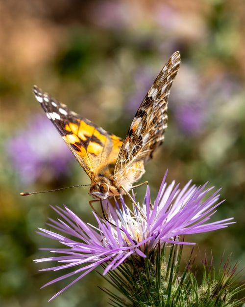 Free Close-up of a Painted Lady butterfly on a purple thistle flower in Valencia. Stock Photo