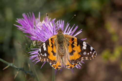 Free Close-up of a Painted Lady butterfly (Vanessa cardui) perched on a purple thistle bloom. Stock Photo