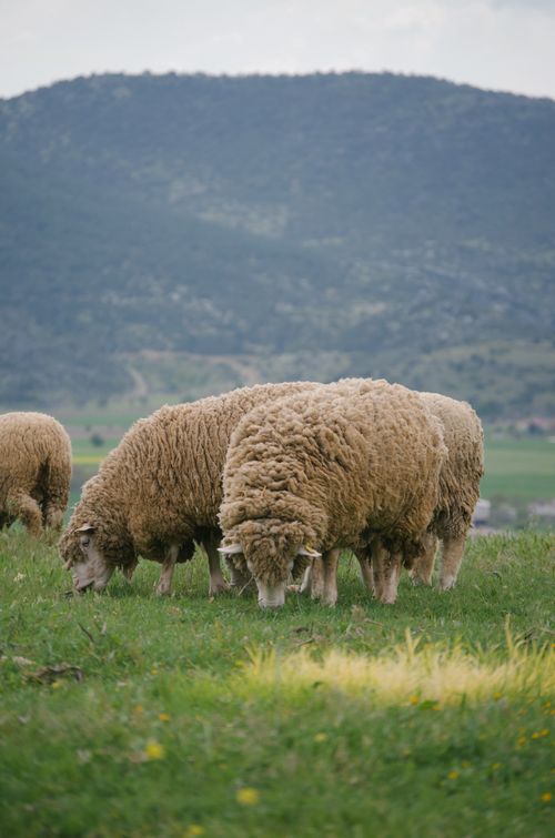 Free A serene scene of sheep grazing in a lush green pasture with mountains in Türkiye. Stock Photo