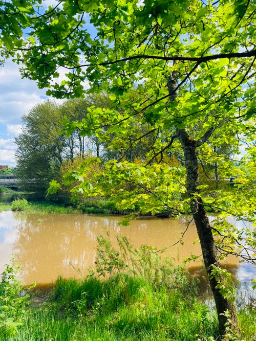 Free Lush green riverside scene in Vantaa, Finland during spring, showcasing nature's tranquility. Stock Photo