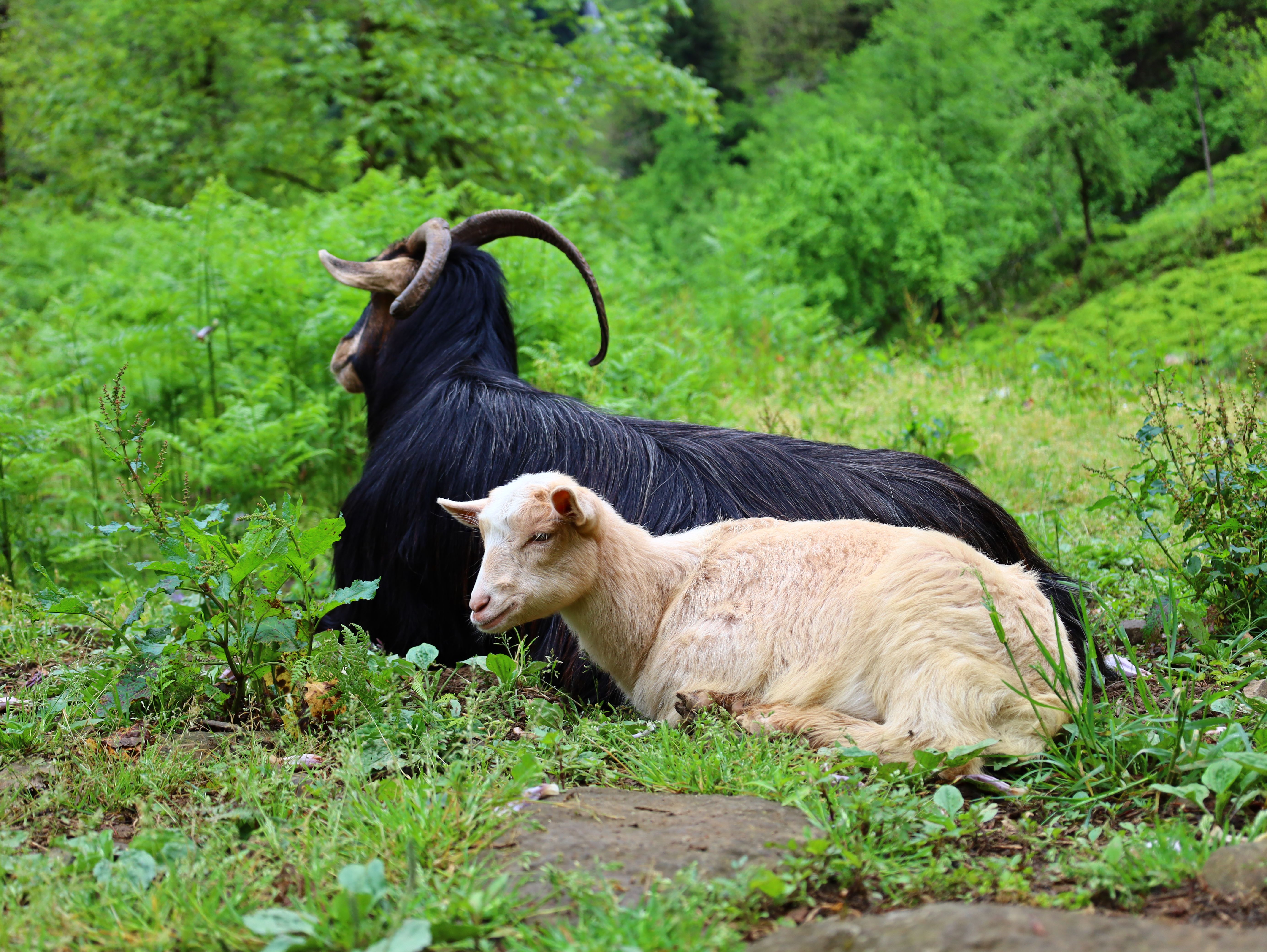 Resting Goats in Lush Green Landscape · Free Stock Photo