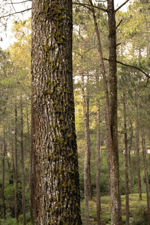 Free Tranquil pine forest view highlighting textured, moss-covered trunks in natural light. Stock Photo