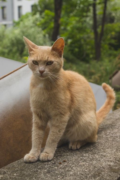 Free A ginger cat sits calmly on an urban wall with green foliage in the background. Stock Photo