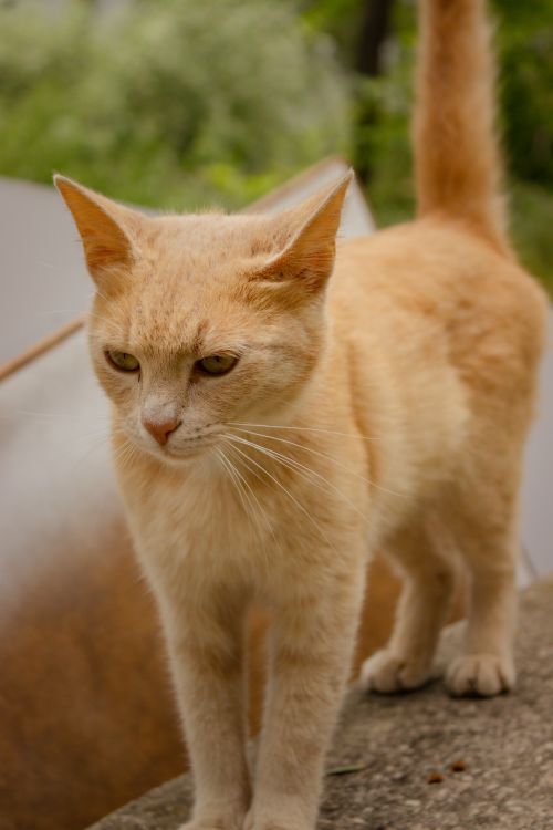 Free Close-up of a ginger cat standing alertly on a stone wall outdoors. Stock Photo