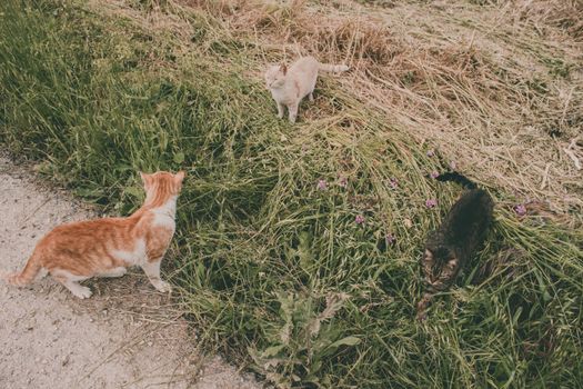 Three cats exploring a grassy field, showcasing natural feline behavior and interaction.