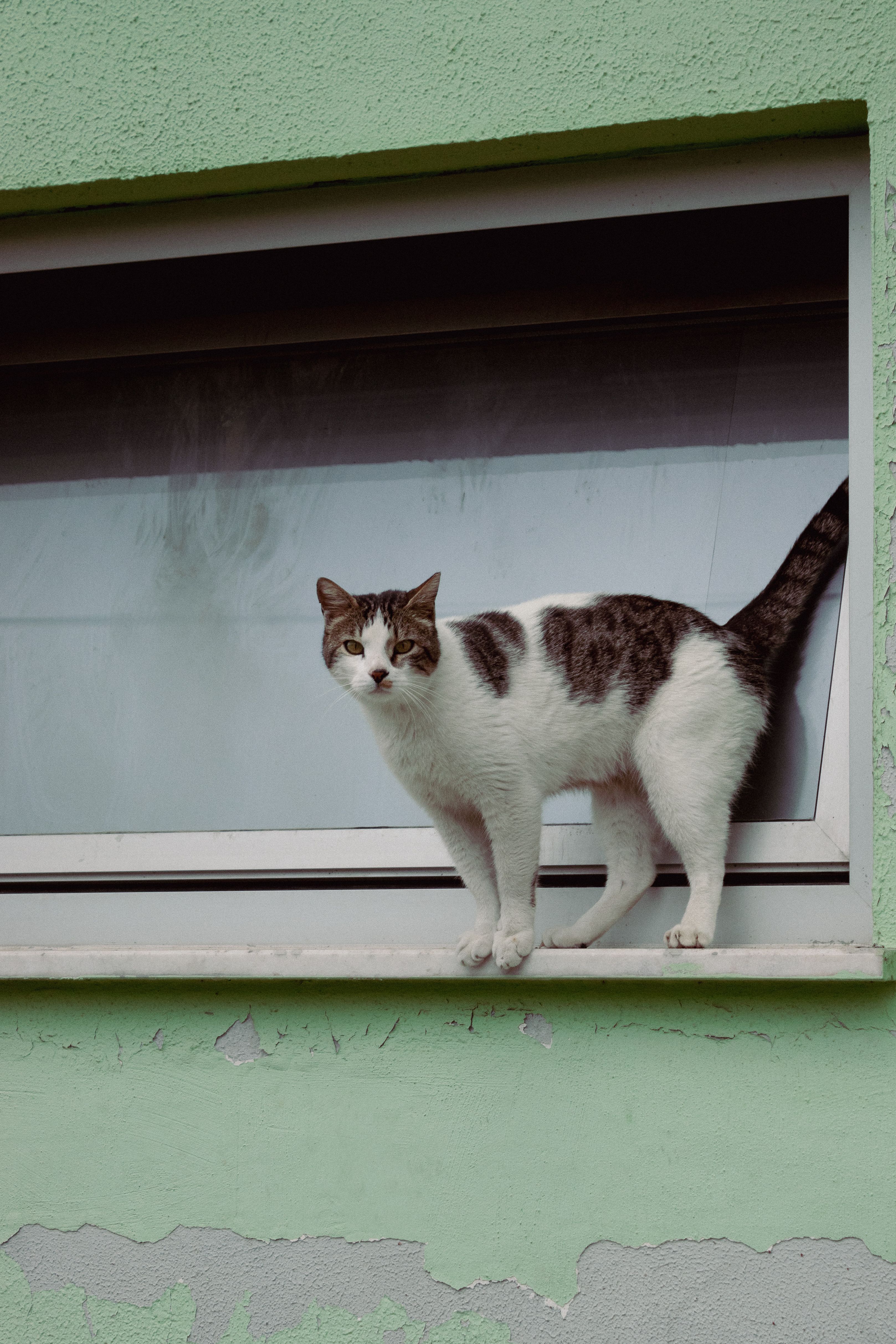White Cat Sitting on a Window Sill Outdoors · Free Stock Photo