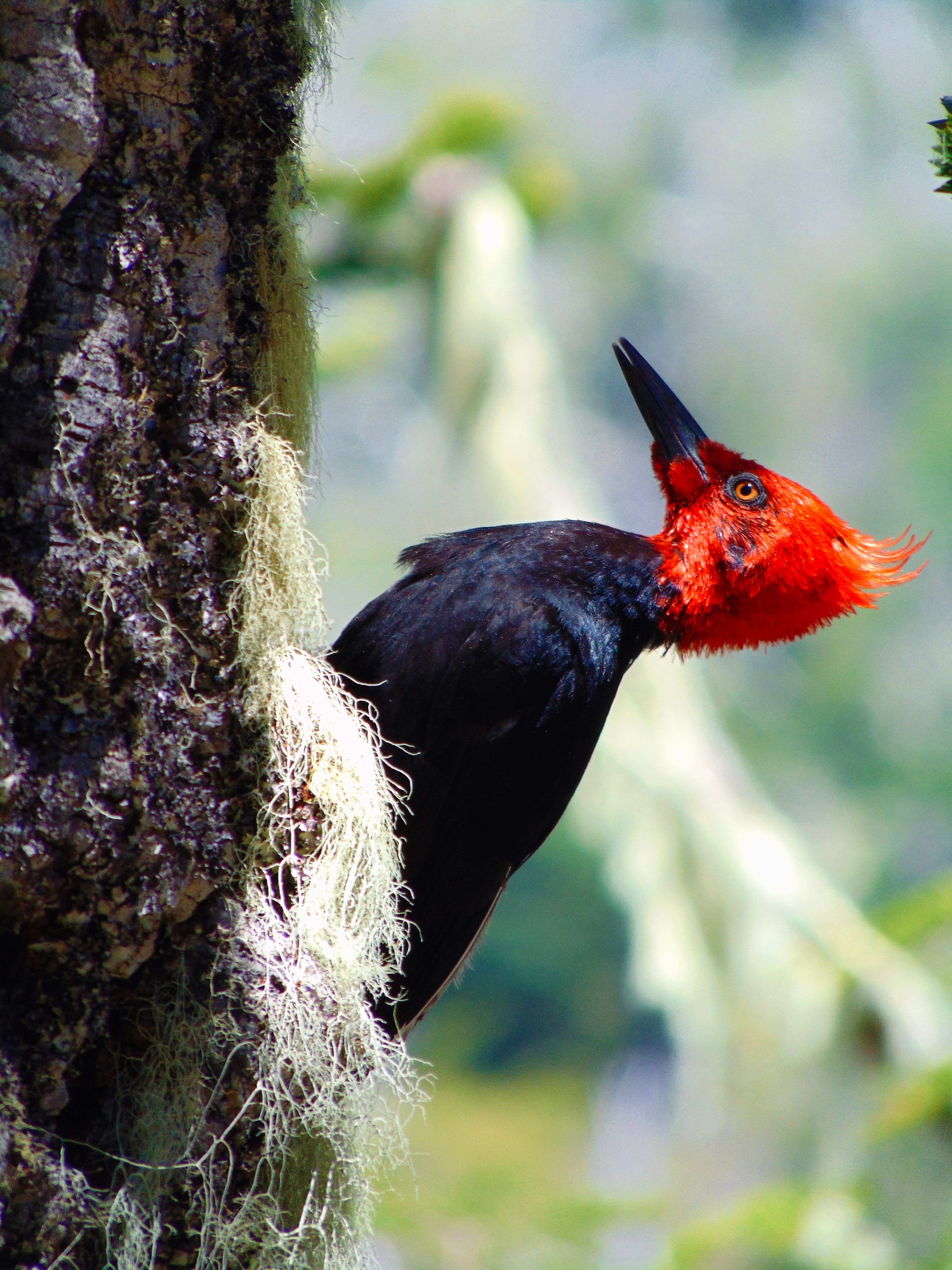 Linadted Lineated Woodpecker on Tree Branch · Free Stock Photo