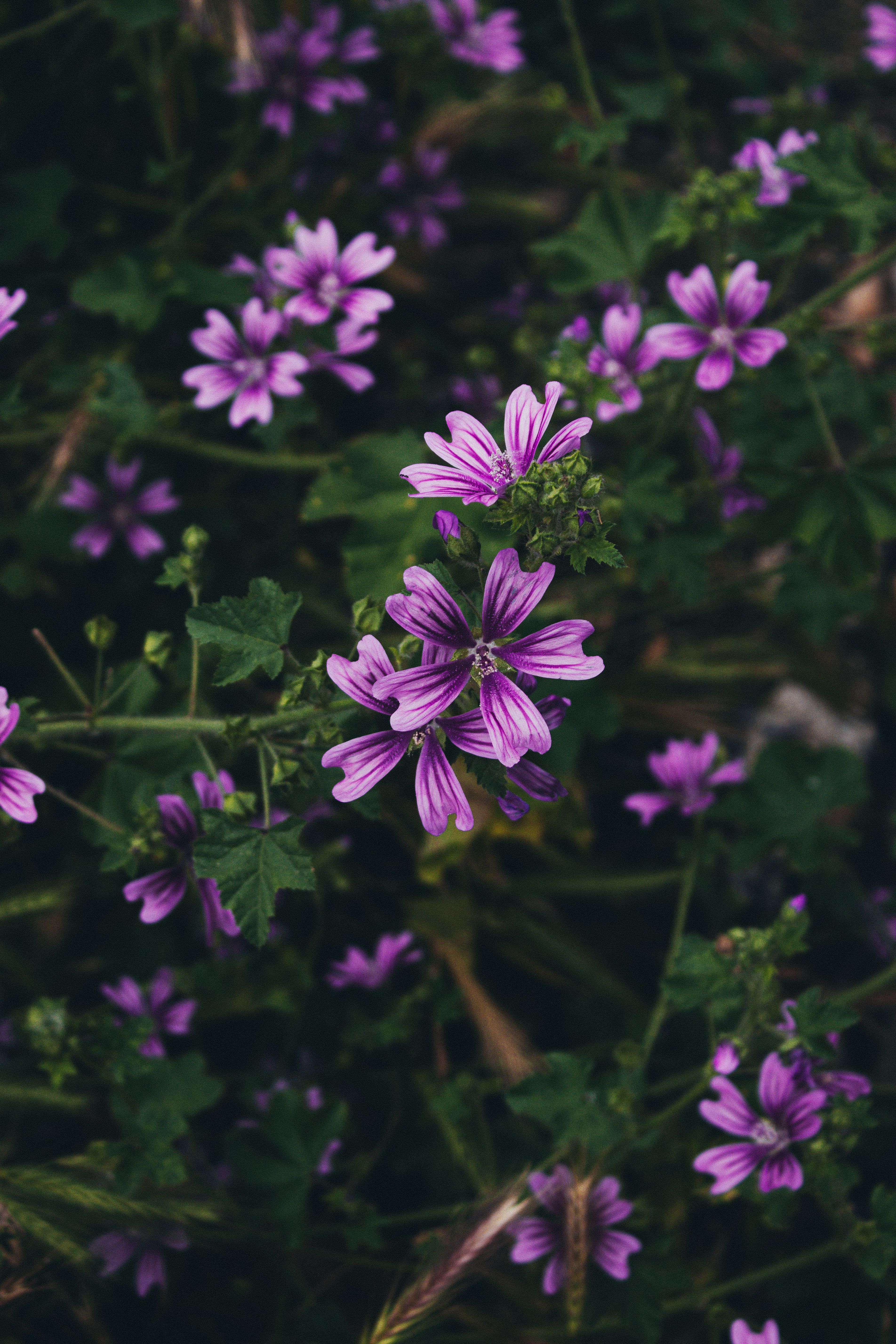 [ColoSach]-beautiful-close-up-of-vibrant-purple-flowers-blooming-amid-lush-green-leaves.