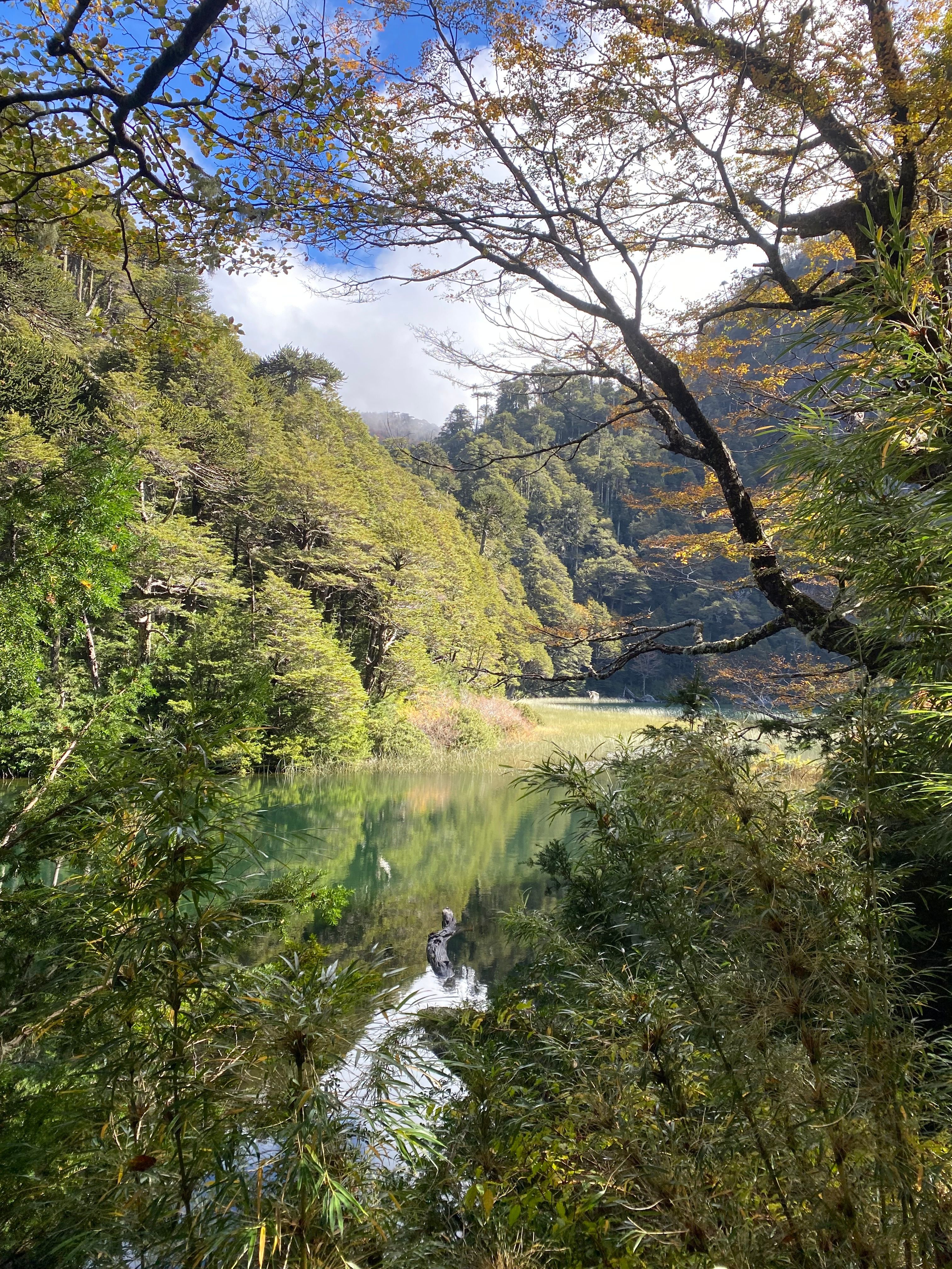 Huerquehue Lake Trail