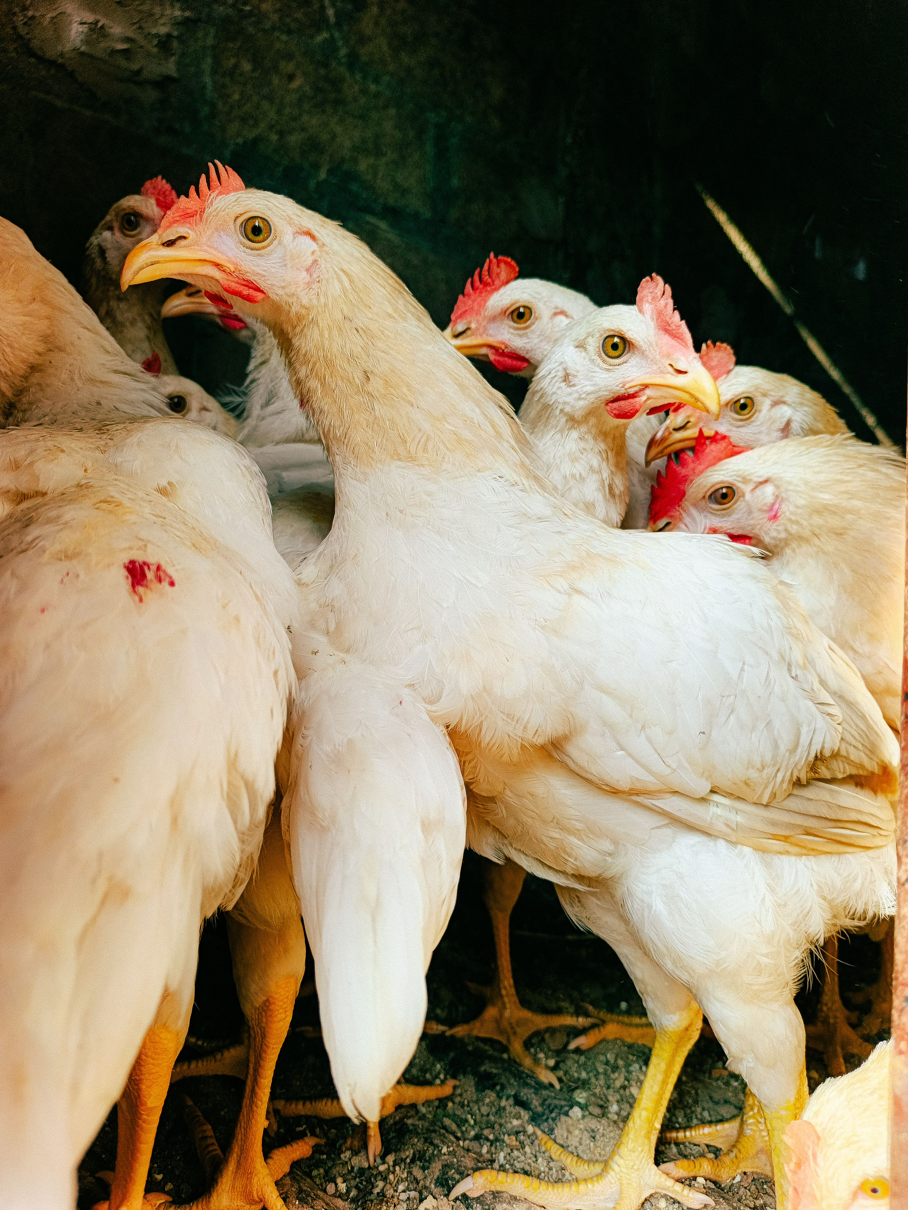Choosing fresh and Organic Chicken for Superior Flavor and Nutrition