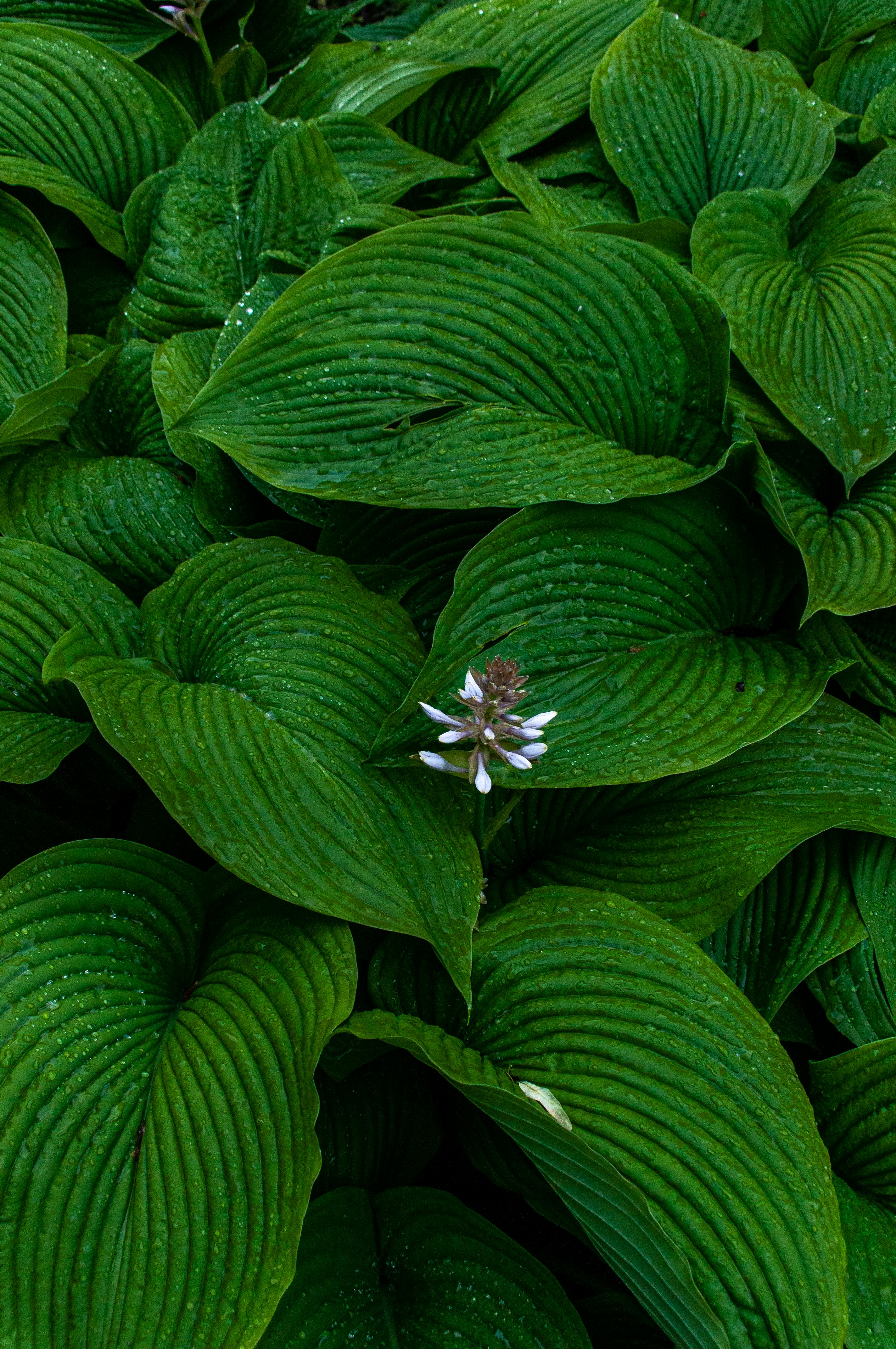 The Secret to a Lush Shade Garden: Expert Tips from Ken Druse