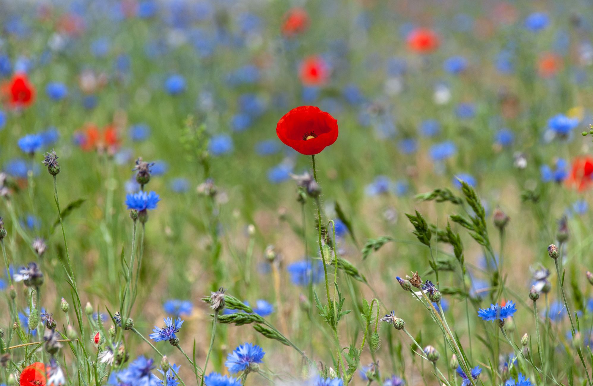 Bloemen in grasveld toegestaan, sommige verspreiden zich vanzelf