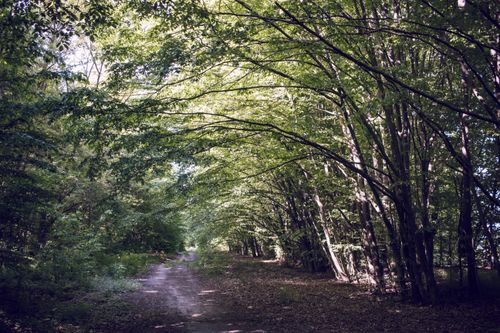 Free A tranquil forest path shaded by lush green trees, creating a peaceful natural escape. Stock Photo