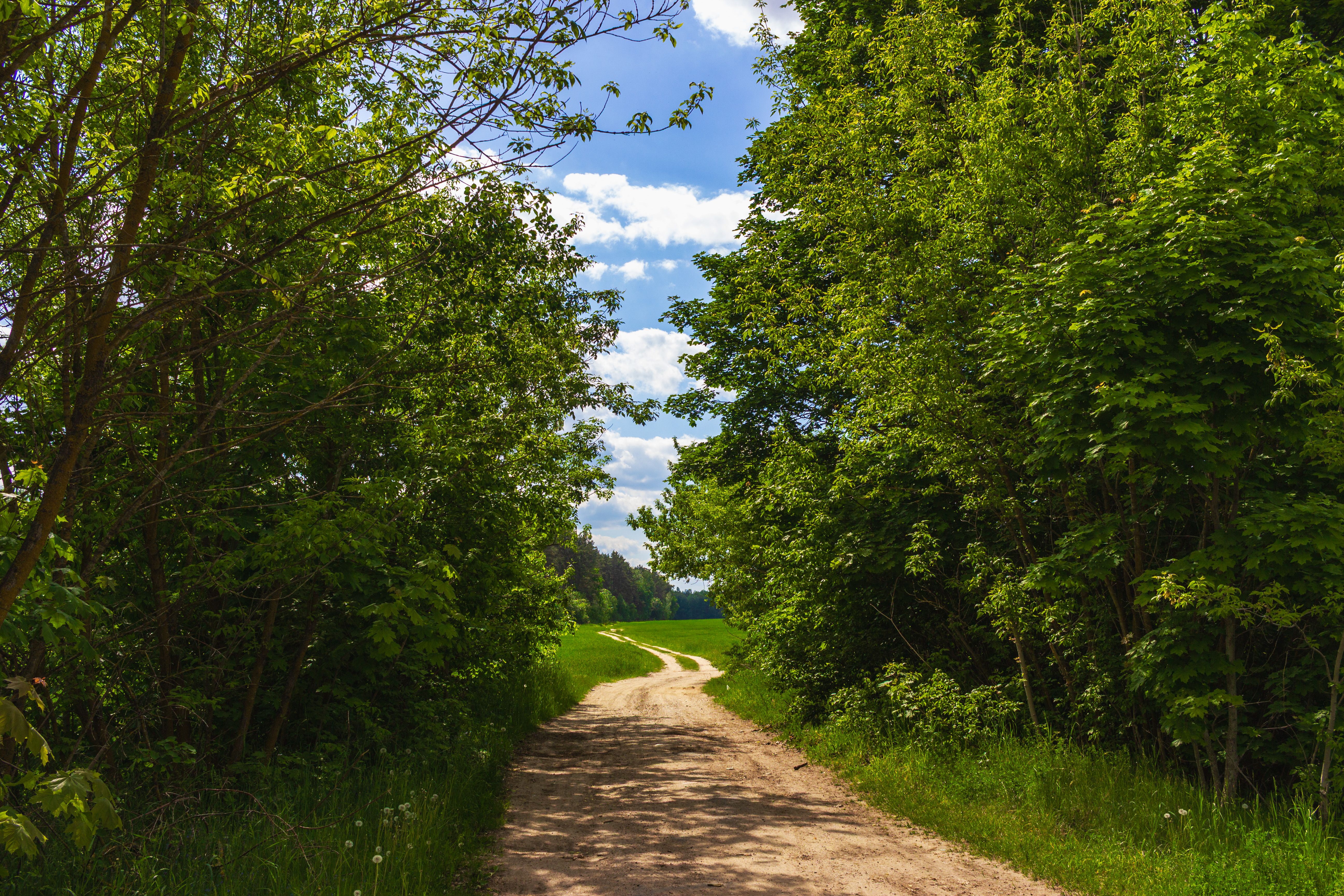 A picturesque dirt path winding through vibrant green trees under a blue sky with fluffy clouds.