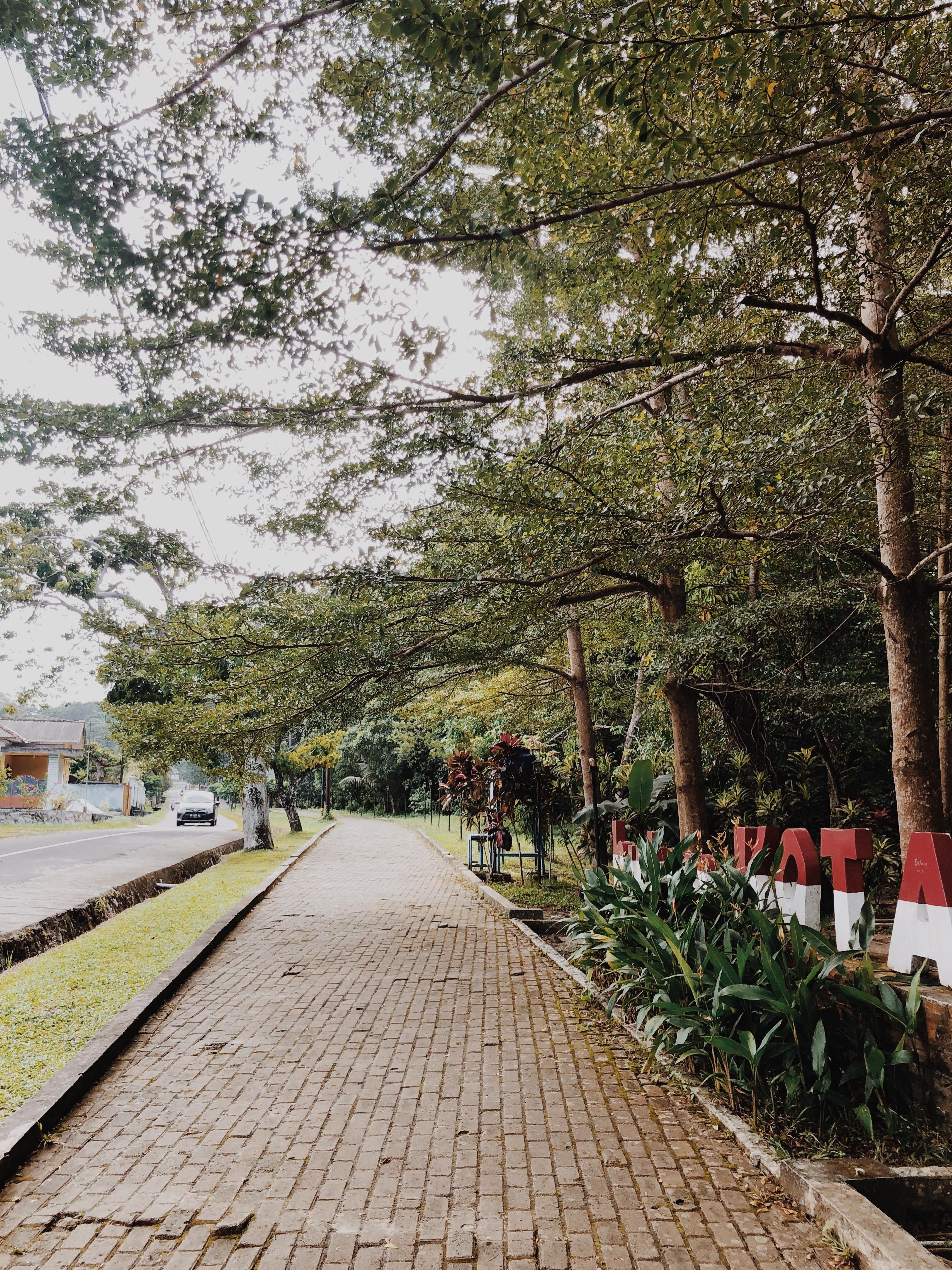 Tranquil Tree-Lined Sidewalk in Spring