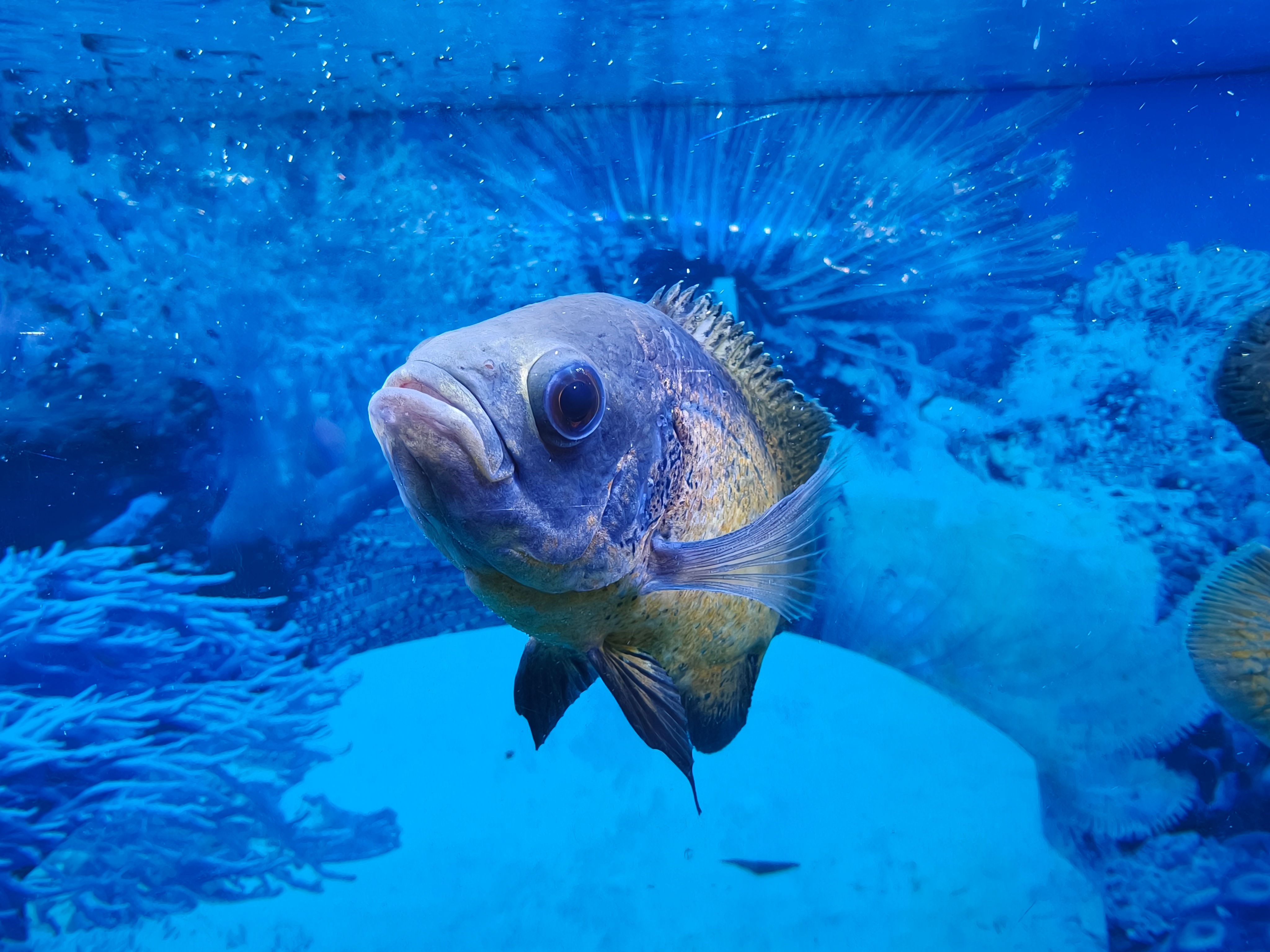Close-up of Fish in Vibrant Aquarium Waters · Free Stock Photo