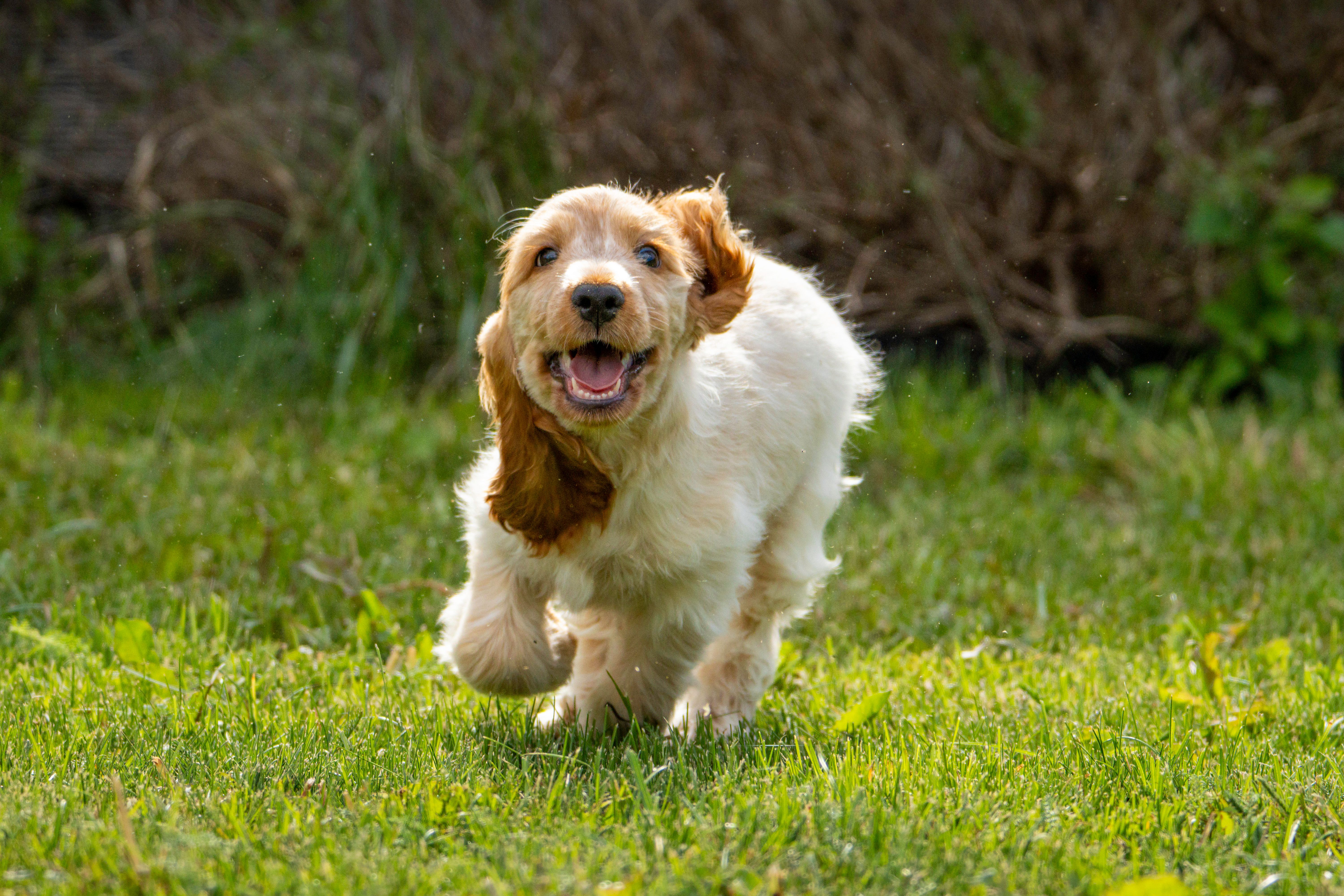 Cocker Spaniel