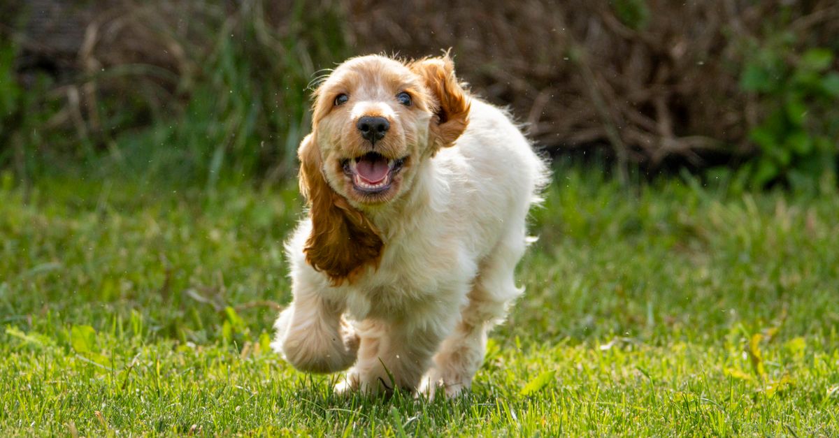 Cocker Spaniel