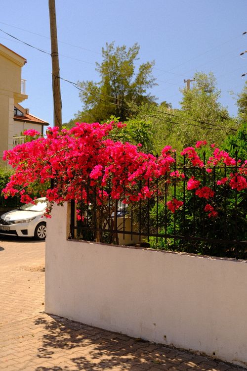 Free Vivid pink bougainvillea flowers brighten a suburban street on a sunny day. Vibrant and eye-catching scene. Stock Photo