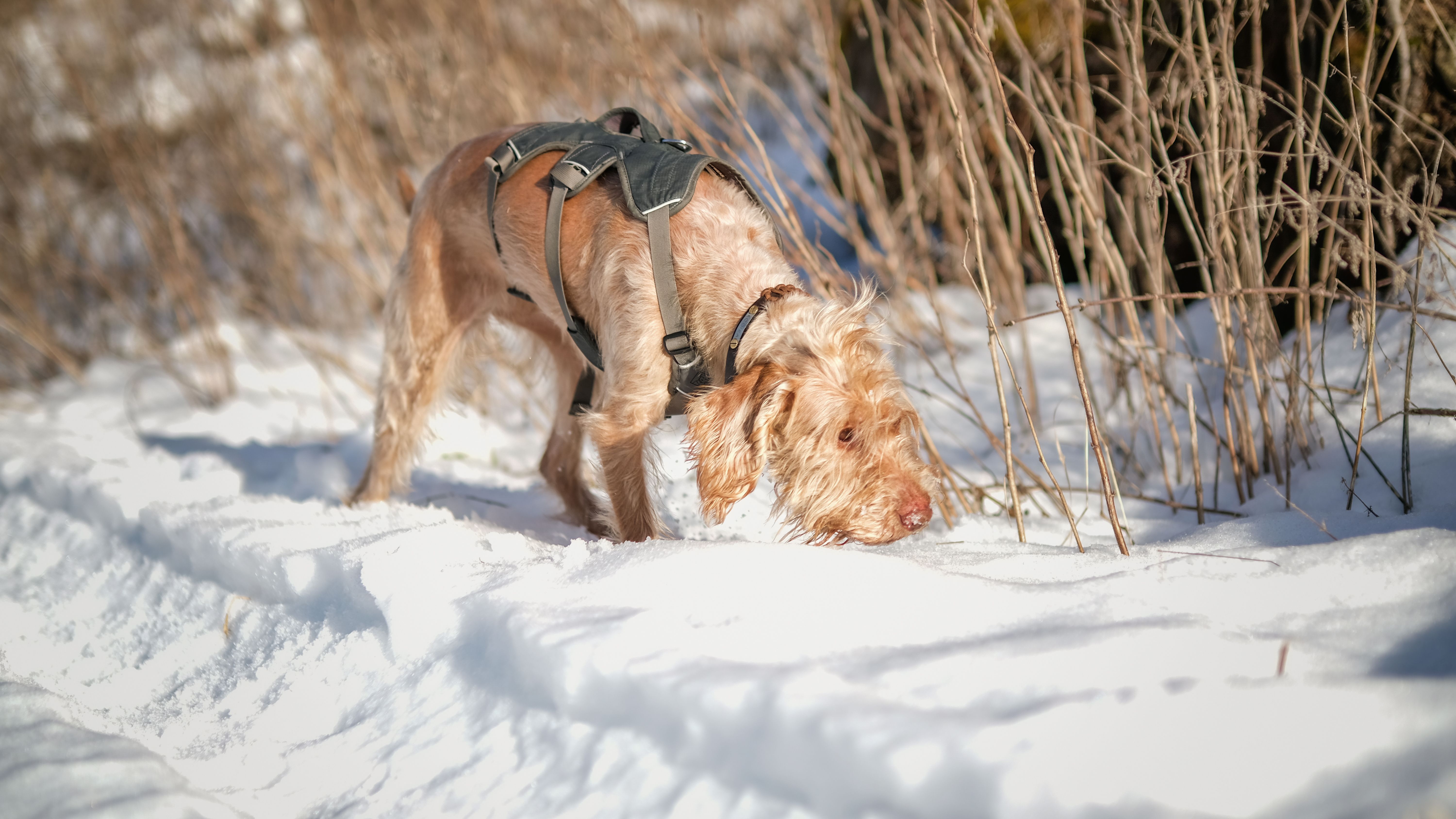 Are tactical dog harnesses good for daily walks?
