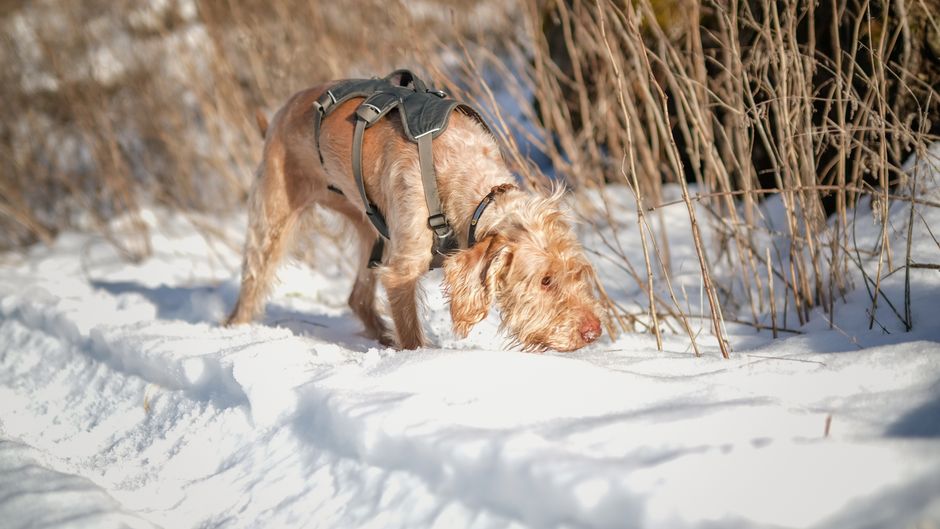 Are tactical dog harnesses good for daily walks?