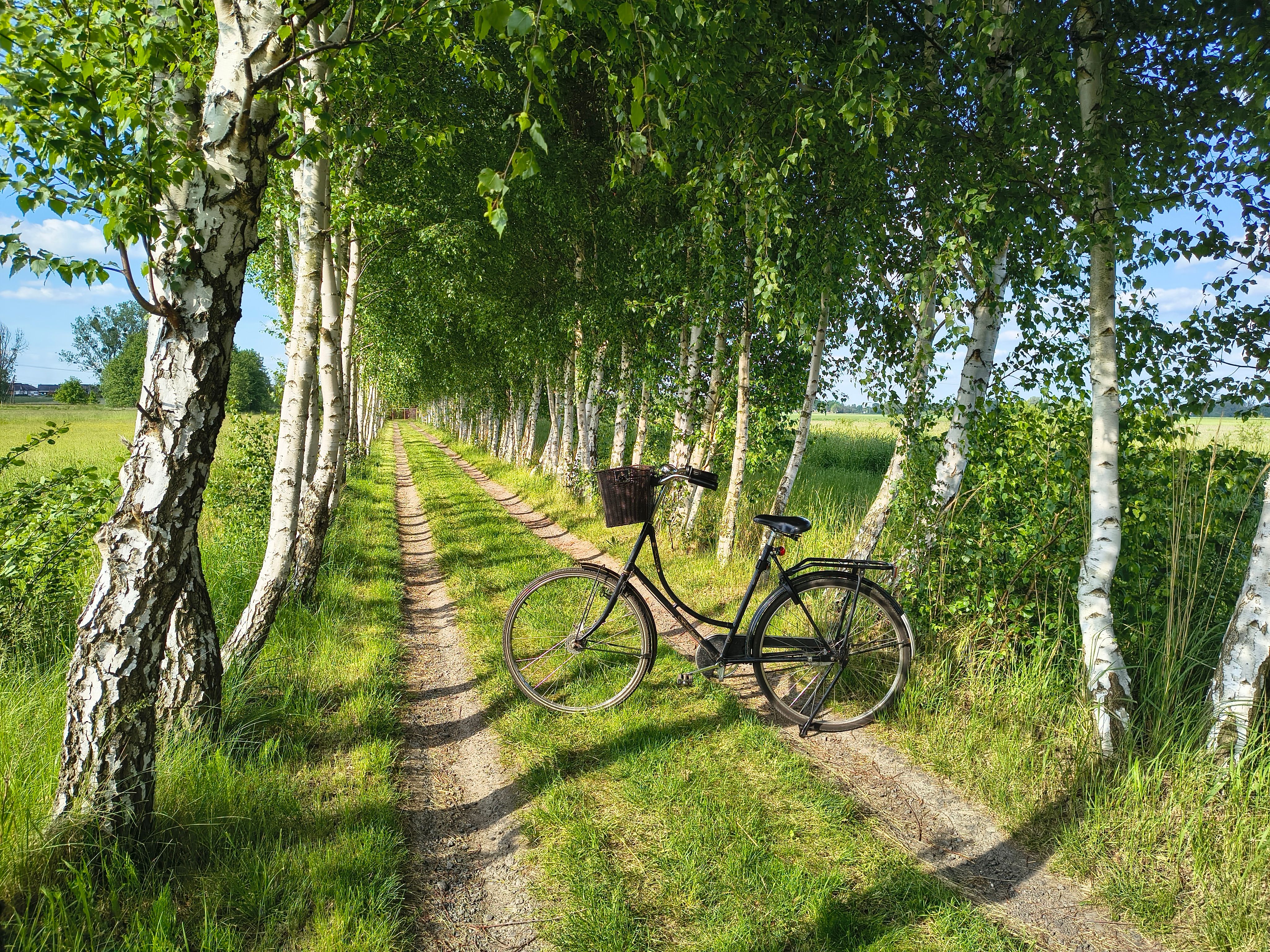 A vintage bicycle rests on a dirt path surrounded by a lush alley of birch trees.