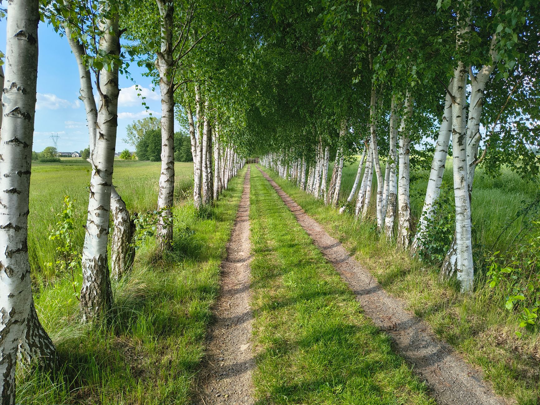 A peaceful countryside path lined with birch trees on a sunny summer day.