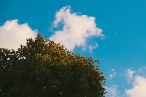Free Bright summer sky over a lush green tree in İstanbul, Türkiye. Captures the essence of a sunny day. Stock Photo