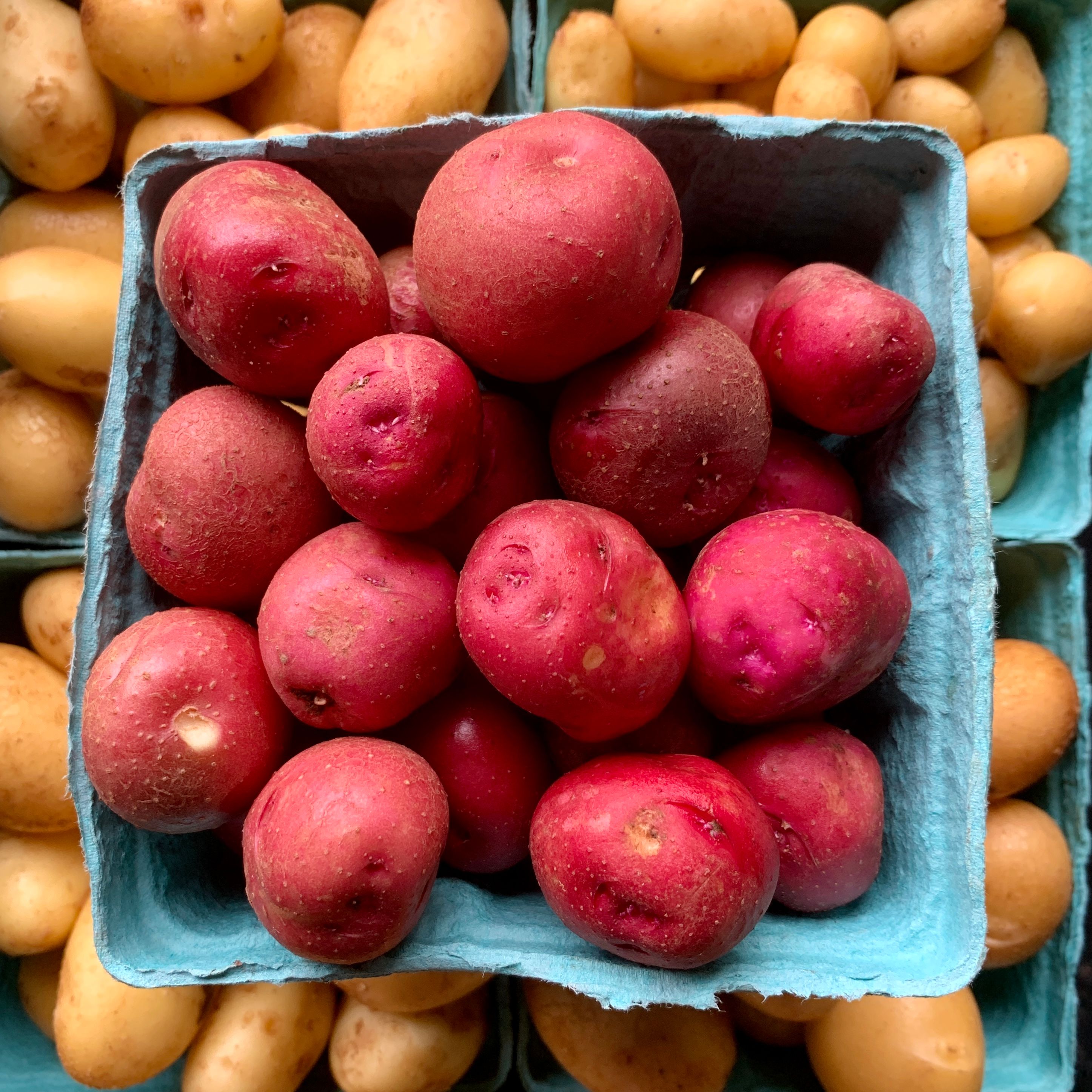 Fresh red potatoes displayed in a blue cardboard produce container`