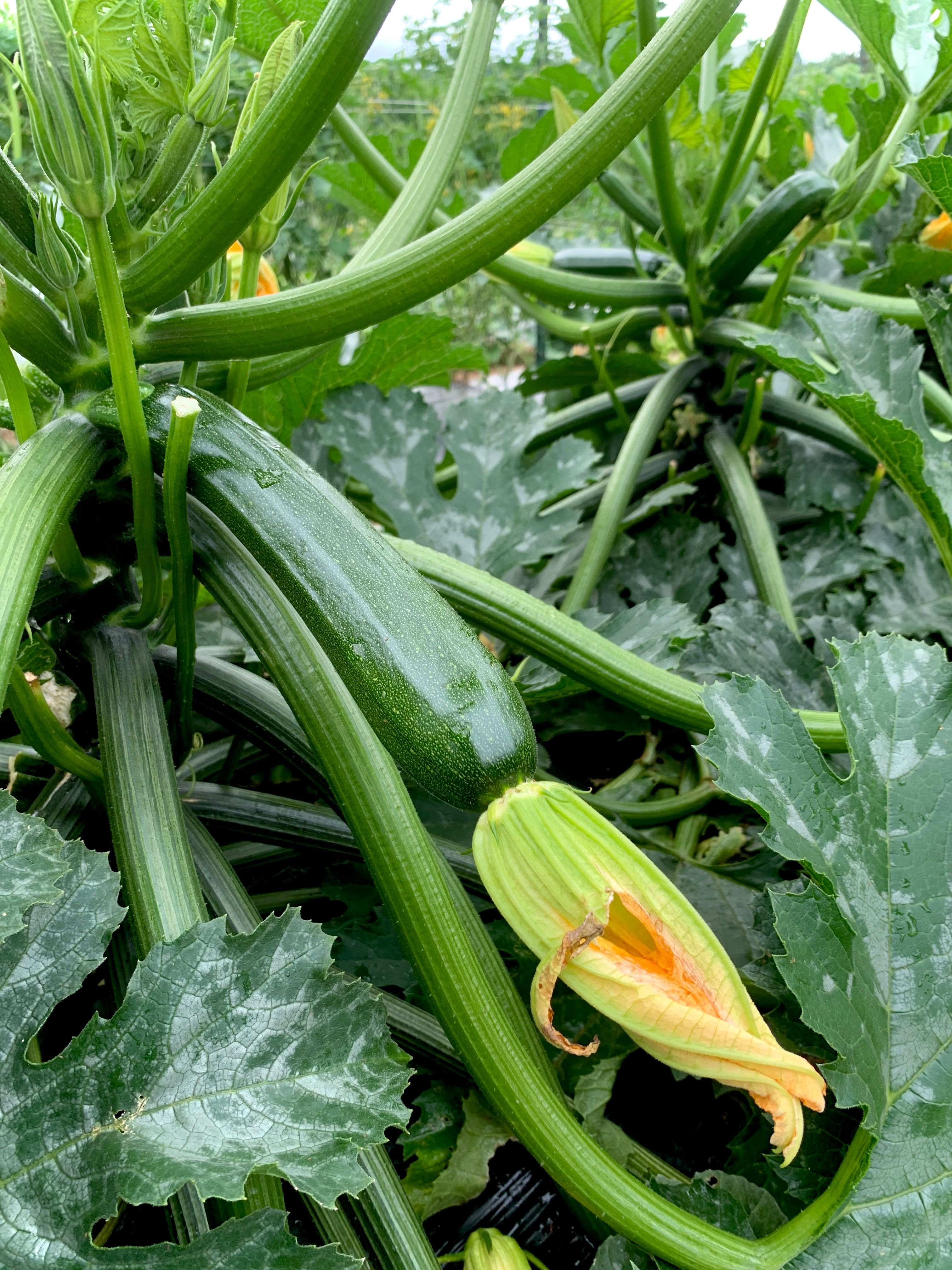 thriving no-dig garden UK with healthy vegetables and flowers in summer