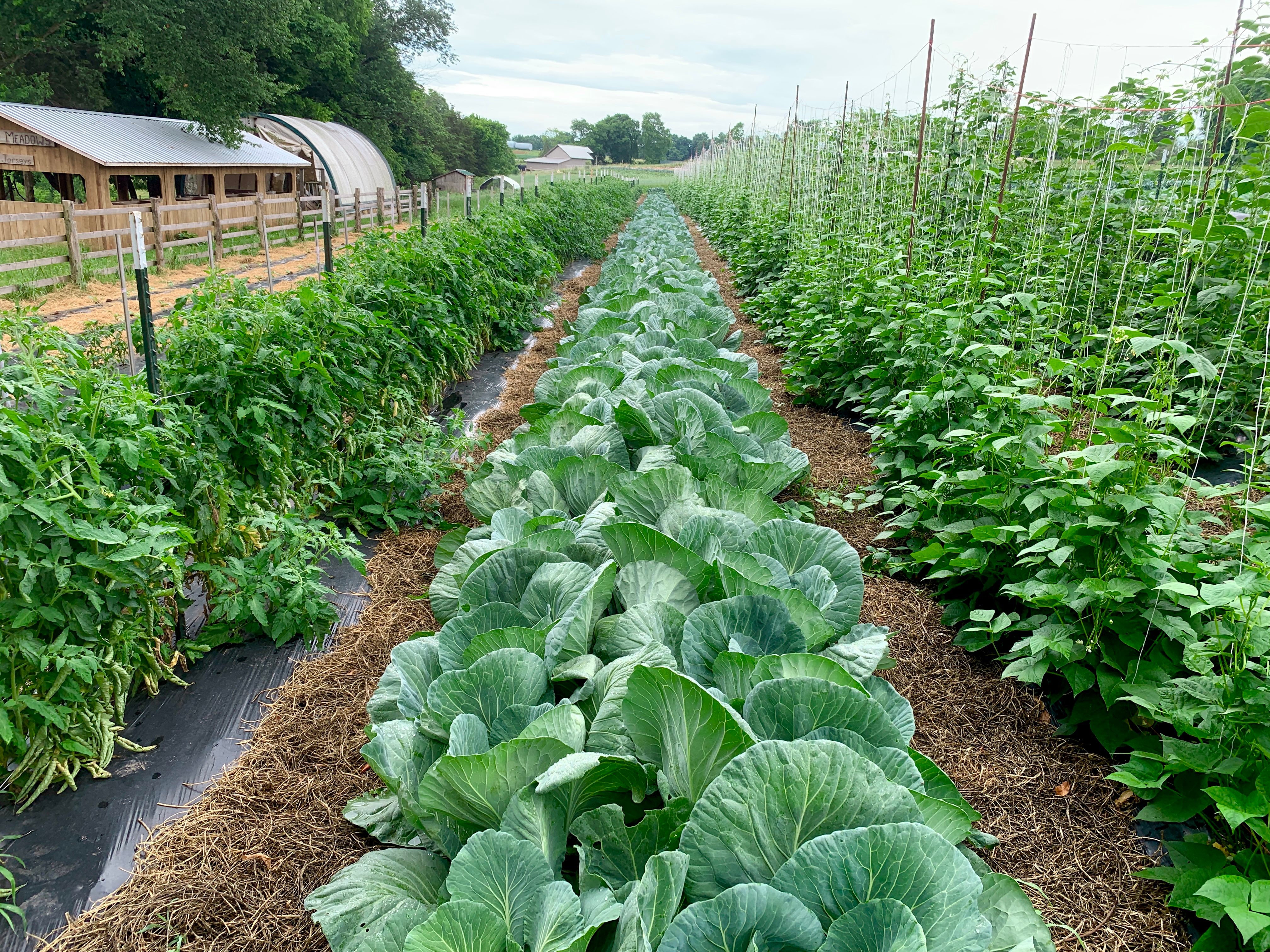 watering vegetable garden rows