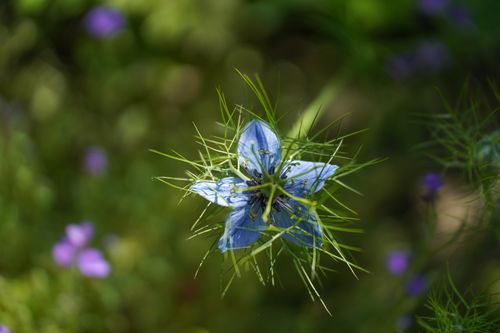Free Delicate blue Nigella flower surrounded by lush green foliage, bathed in natural sunlight. Stock Photo