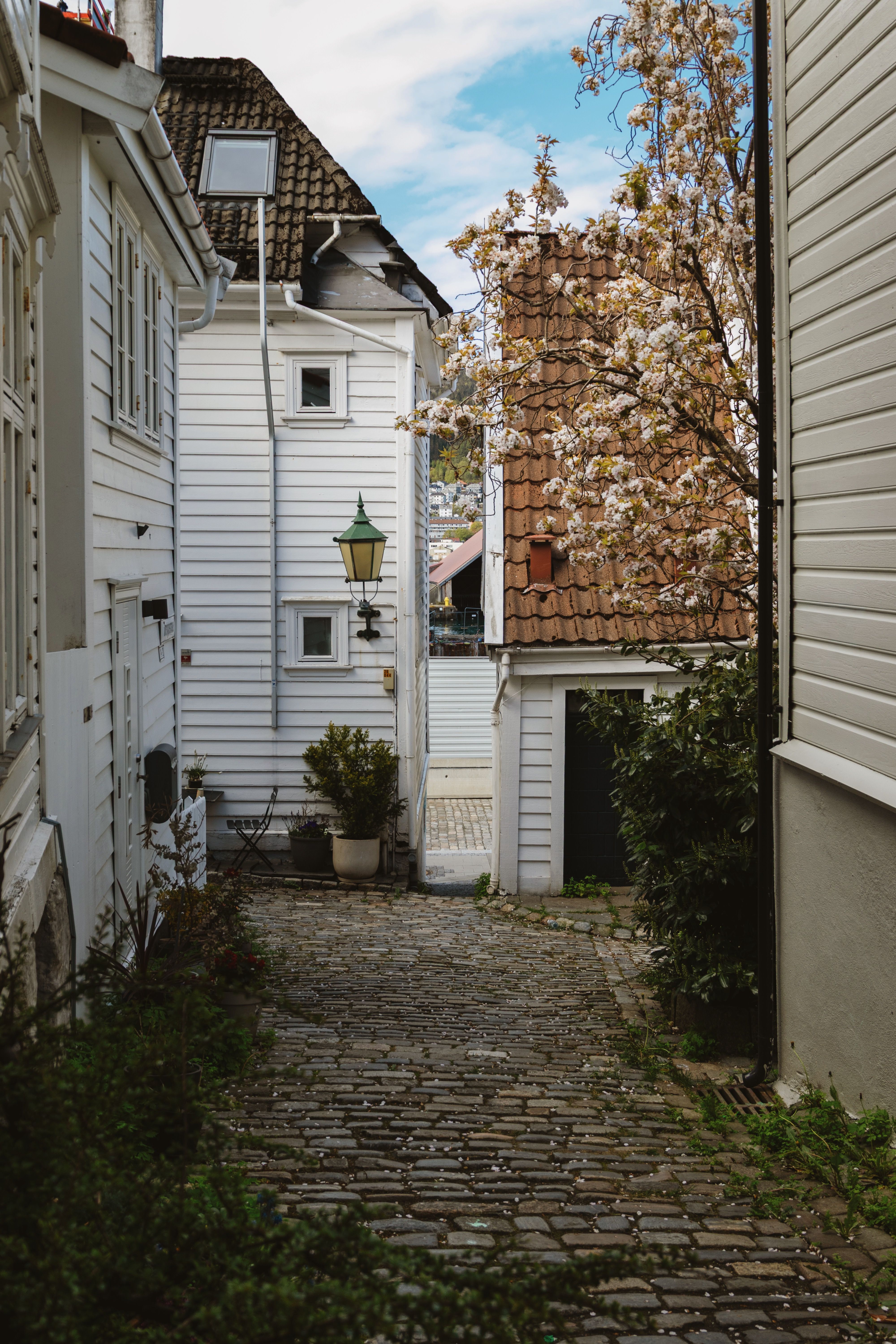 Discover a quaint cobblestone alley in Norway, framed by traditional white wooden houses and blooming trees.