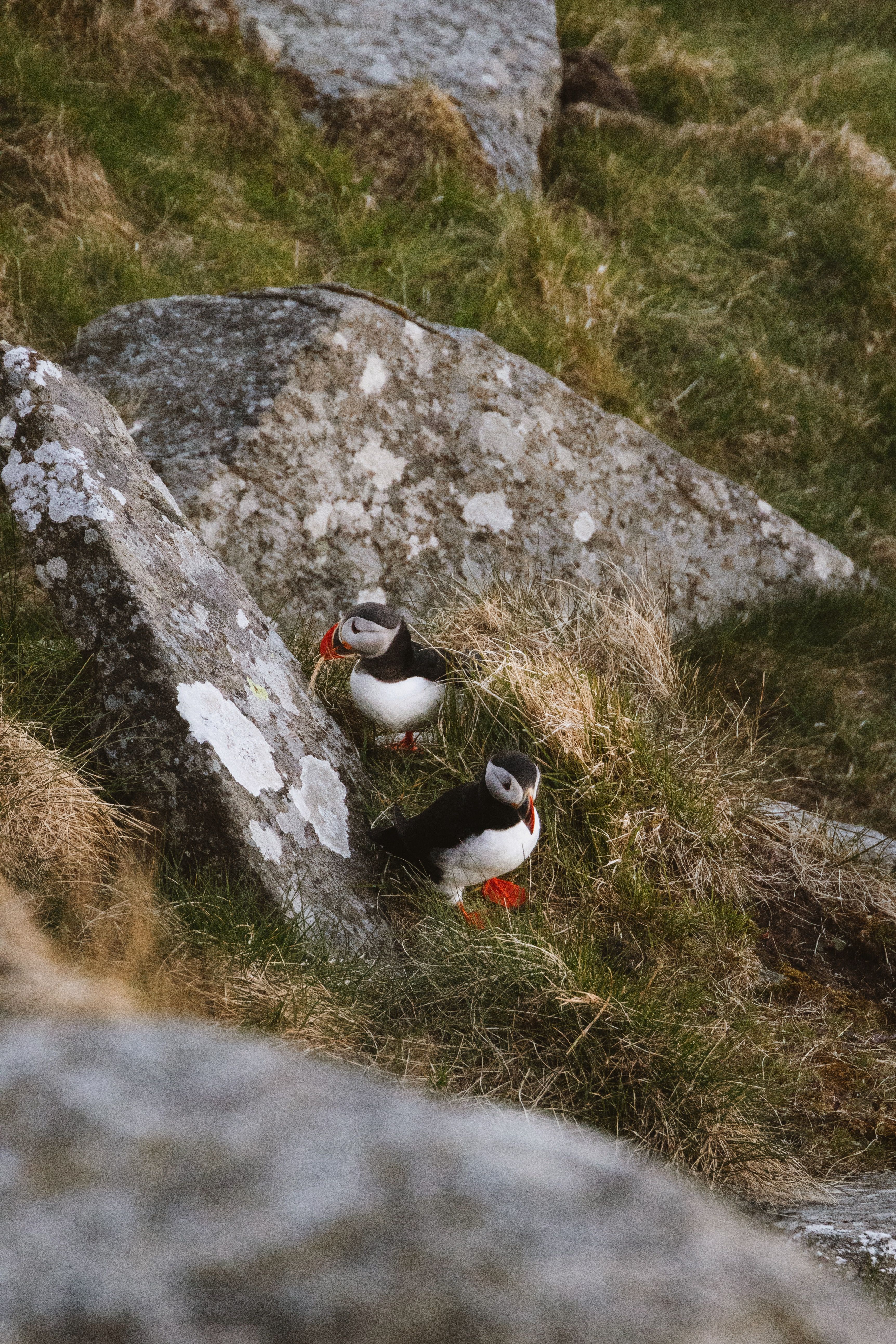 Two Atlantic puffins perched on a rocky landscape in Norway's coastal region.